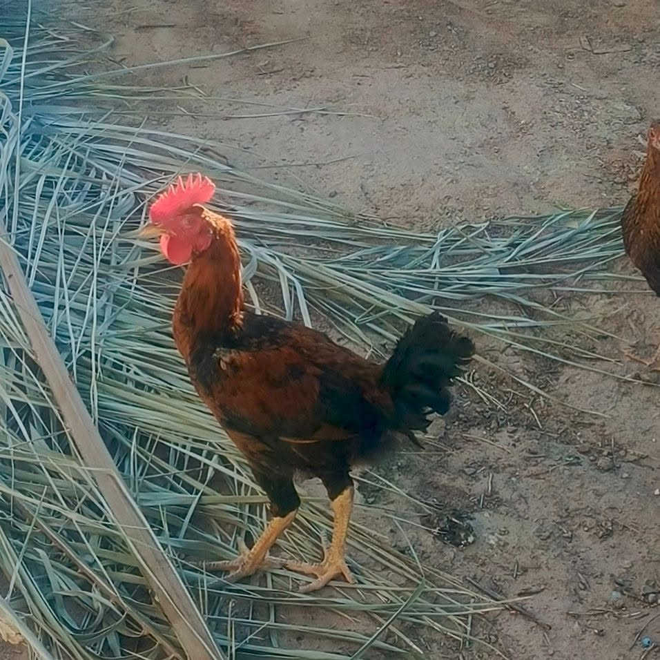 ديوجه للبيع السعر خاص


**إذا كنت صاحب هذا الإعلان وتريد حذفه لأي سبب، رجاءا أرسل رسالة إلى الدعم الفني**