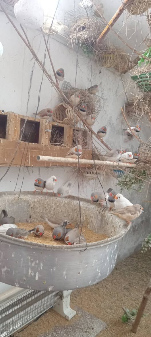 ممتاح فنجس دبدوب عالي أو دبدوب خشن أي استفسار اتصل ‏‪‏‪***********‬‏
