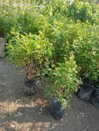 مشتل كرار الزراعي   ياس بخور جعوب امايات  العدد موجود 100شتله ع 150شتل...