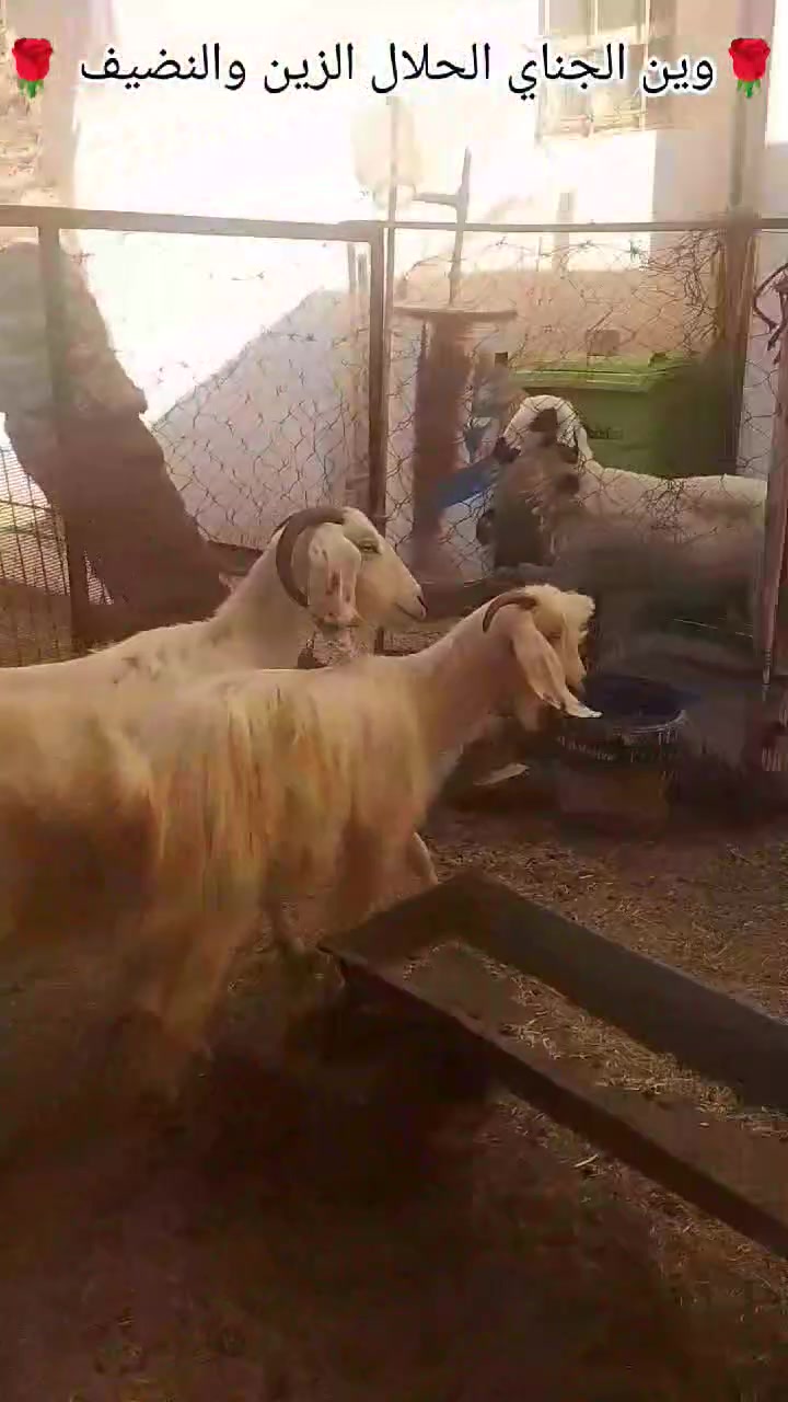 عنز فتيه مضربه على شامي وراها سخله بكبرها ما شاء الله 
عنز اعشار صاحبها انطاني بيها ضمان اعشار ثلاثه اشهر مضروبه اسفنجه هولنديه وماخذه من فحل الشامي اصلي 
عنز مال مجنوي خط اول وين الجناي ليدور حلال نظيف حلو 
عنز شرط الخشانه فول عنز حلابه خير من الله ضرع كيس 
بس الجنيه يعرف قيمه هذا الحلال الزين والدرجه اولى 
عنز مضرب الشامي عيون بيض هي وبنتها زوادات 
عنز شرط سن وشطر ونصائح وعلى كل عيب
السعر 450 وبيها مجال للشراي يتصل ويتدلل 
عنوان الانبار ناحيه كبيسه 
يوجد توصيل حسب الاتفاق داخل محافظه الانبار فقط 
*********** اتصال فقط
***********واتساب فقط
