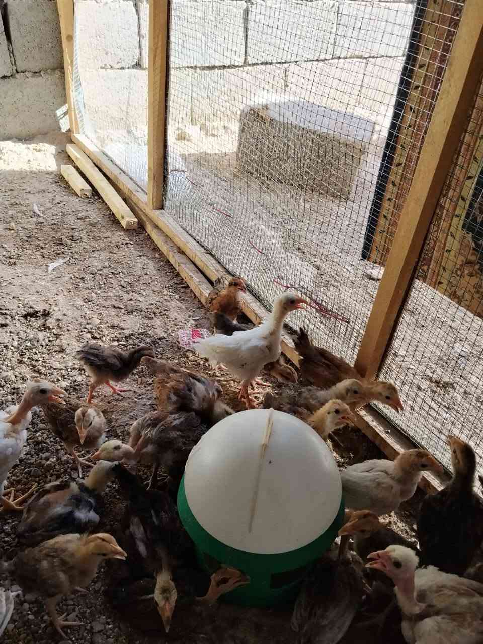 فروج عرب عمر شهرين عرب عراقي اصلي موهجين جميع الالوان بصحه جيده سعر الزوج ب8 قفل
المكان ابو رمانه


**إذا كنت صاحب هذا الإعلان وتريد حذفه لأي سبب، رجاءا أرسل رسالة إلى الدعم الفني**