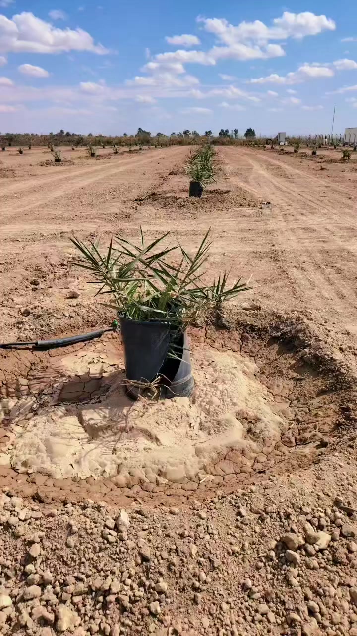 مشتل سلام  الشمري للنخيل .
برحي مختبر DBD البريطاني وفسائل مجهول من مختبر الوثبة الماريونية مع وصل ضمان لحين الأثمار مشتل اخوكم #سلام_مصحب_الشمري للنخيل عنوان المشتل واسط قضاء الصويرة قرب محطة وقود ديار شمر . مع كادر مختص بالزراعة. تحياتنا للجميع.


**إذا كنت صاحب هذا الإعلان وتريد حذفه لأي سبب، رجاءا أرسل رسالة إلى الدعم الفني**