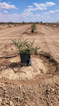 مشتل نخل • برحي • ضمان