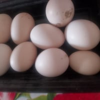 دجاج براهما • ٨ قطع • بيض براهما