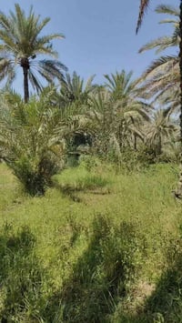 دونم واجه 35 طابو زراعي سند 25 تحويل مباشر بستان خدمات كامله موقعه الح...