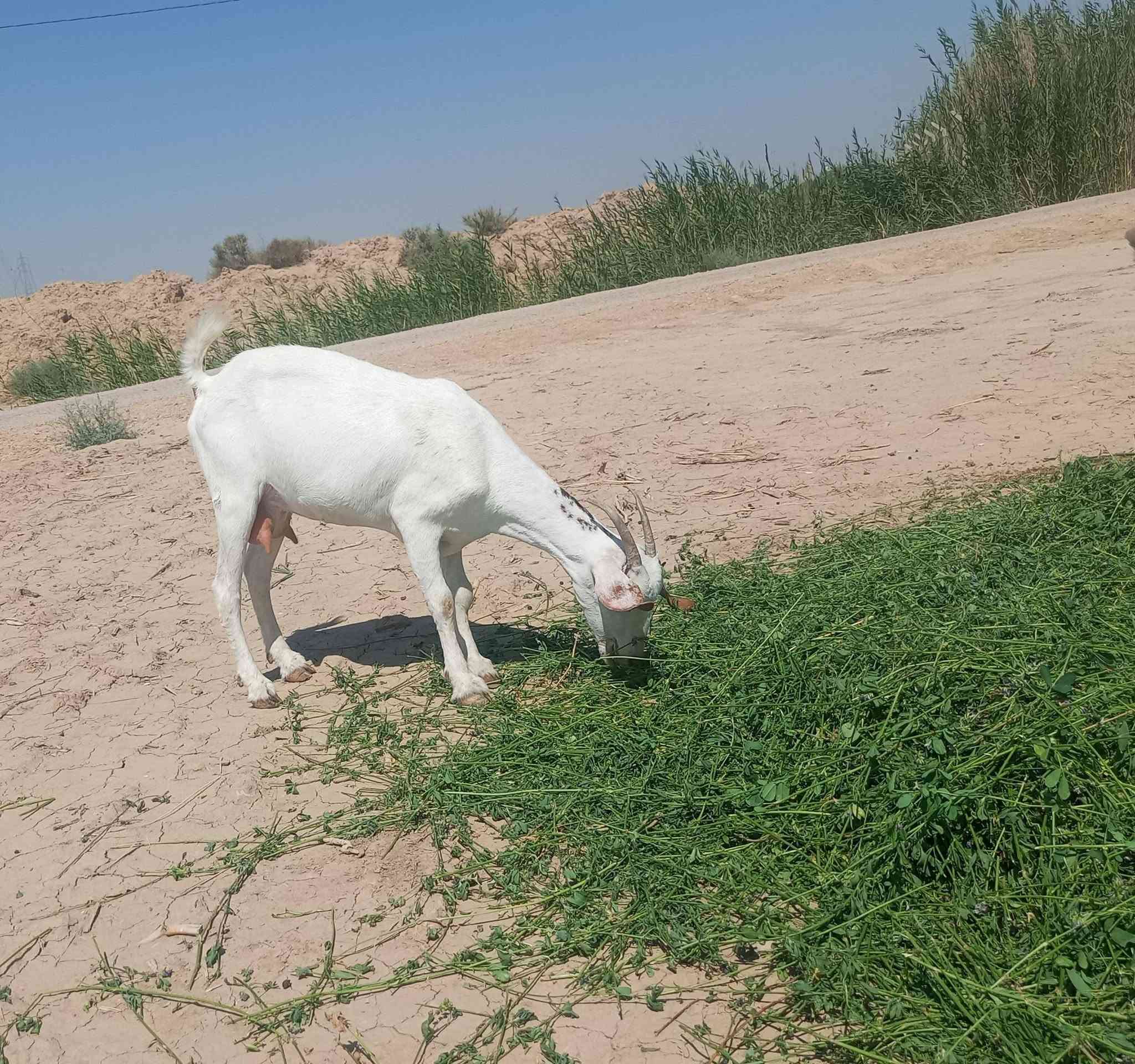 السلام عليك ماعز قطري البيع 2نثايه وفحل النثايه على 250الوحده والفحل 200 التواصل على هذا الرقم ***********

