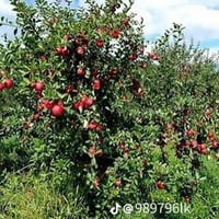 تفاح أحمر مغربي • شتلة مطعّمة • مشتل المهندس