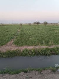 دوانم للبيع • طابو • خلف جامعة بابل