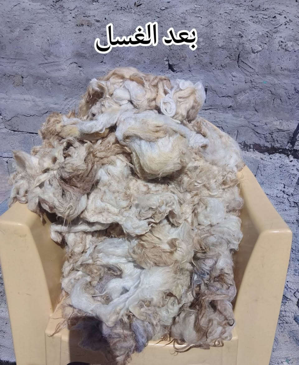 قبل الغسل وبعد الغسل                  قبل النفش وبعد النفش
سعر الغسل 1000 دينار على الجزة الواحده 
سعر النفش الكيلو 750 دينار 
الاتصال على هذا الرقم (***********)
العنوان ناحيه الشورى حي المحطه
