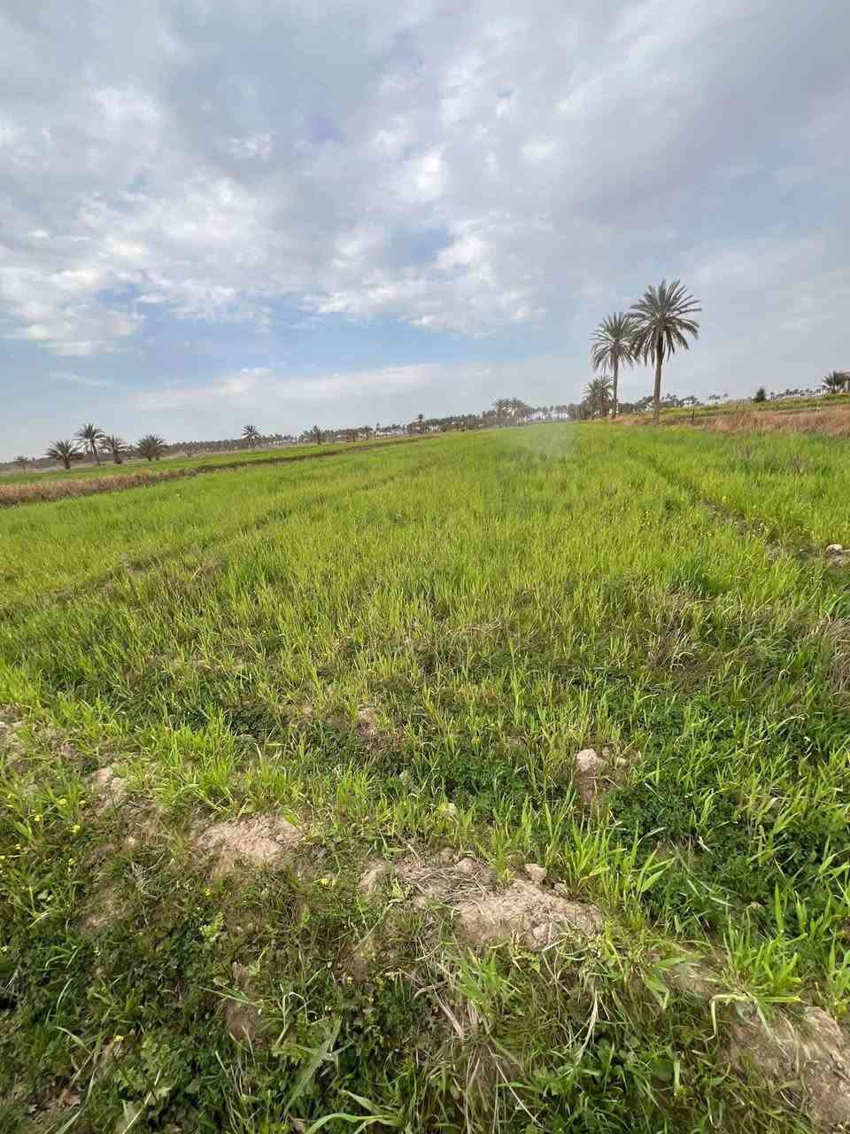 سلام عليكم
دونم و 800 متر في السجر قريب على جدول على سليمان وجدول الصب طابو زراعي سند 25 بيه مي وكهرباء. وكلشي كامل بيه
***********
