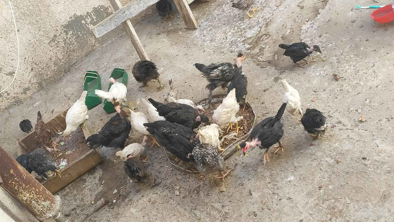 عرب وابو رگيبه للبيع عمر 4 اشهر مكاني بلد اي ستفسار  خاص


**إذا كنت صاحب هذا الإعلان وتريد حذفه لأي سبب، رجاءا أرسل رسالة إلى الدعم الفني**