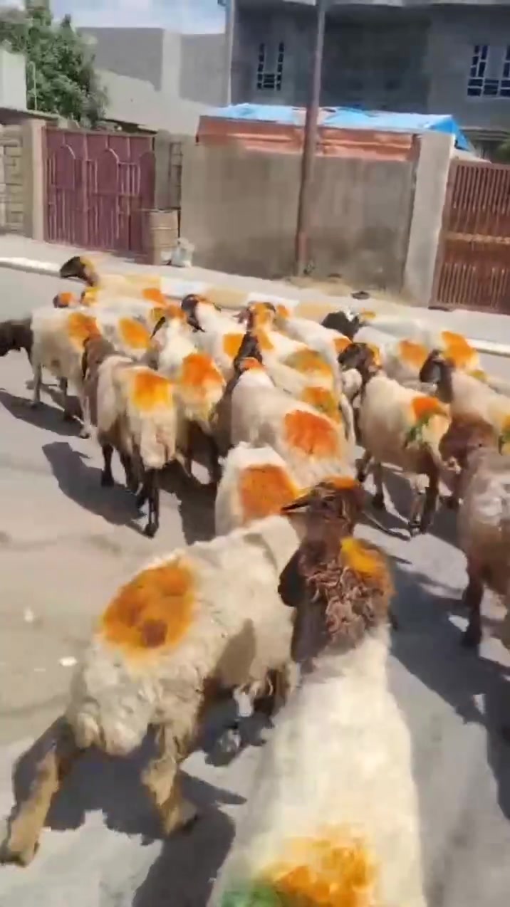 وراجين درج اولى وبيها عشار العنوان بيجي الشراي يتصل عل رقم ‏‪***********‬‏
