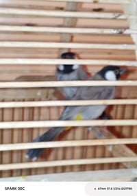 جوز بلابل • طيور زينة