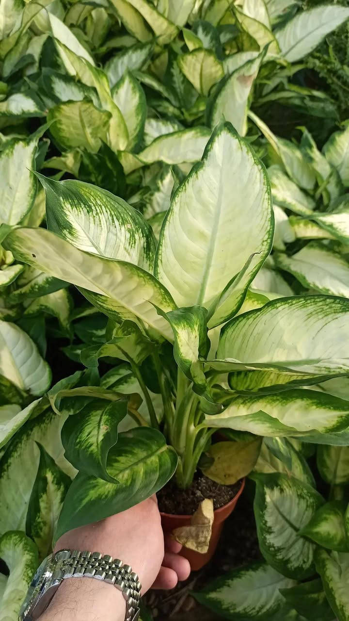 خلّي النباتات الظلّية تزيّن منزلك وتضيف جمالاً للمكان 🌿
تشكيلة مميزة من النباتات الظلّية والخارجي
بجودة مميزة وأسعار مناسبة.
📍 متوفر الآن في بابونج 🌼
(يوجد.لدينا خدمة توصيل لكافة احياء مدينة الموصل) 
الحجز والاستفسار 
الاتصال/ مراسلة الصفحة 
***********
