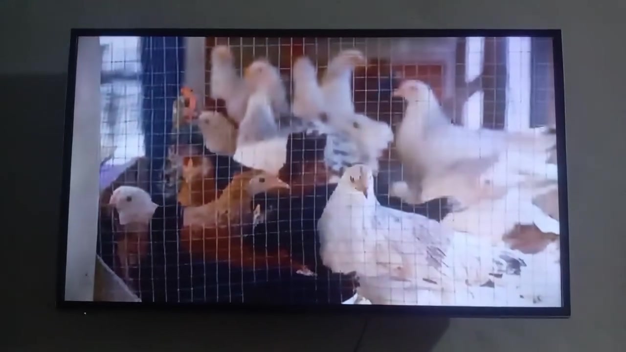 بؤفرؤشتن دووتيڤى دانيكي يوتوب سمارته حه جم ٤٠ ئه ويتر ئيلجي حجم ٤٢ سمارت نيه هه ردووكي به شه رت شوين هه ولير دارتو


**إذا كنت صاحب هذا الإعلان وتريد حذفه لأي سبب، رجاءا أرسل رسالة إلى الدعم الفني**