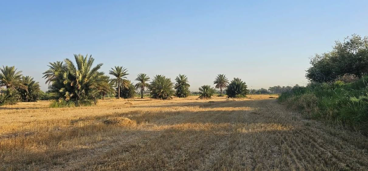 ارض زراعية للبيع على ديالى طابو تحويل باسم المشتري بالطابو مال بعقوبه المساحه ١٠دونم كل خمس دوانم بيها سند شرط التحويل بأسم المشتري بيها مجتملات اثنين يرادلهن ترميم وبيها محرك تصلح حقول دواجن تصلح بحيرات سمك تصلح بستان حسب رغبة المشتري العنوان من تطلع الصناعه مال بهرز تاخذ يمنه على العباره تطلع العصامله ومله عيد وتطلع الجعافره يم المراسمه لها طريق ثاني تطلع ابو خميس مقابل المعسكر قريه النقيب تاخذ يمنه ٢كم توصل السده تاخذ يسره تمشي كيلو تاخذ يمنه على ديالى ٢٠٠م  ولها طريق ثالث من يم حبش تاخذ يمنه تمشي ٣كيلو توصل قرية البياع تمشي كيلو تاخذ يسره ٢م  وباقي التفاصيل الشراي يتصل ويدلل *********** بي واتساب *********** ملاحضة الأرض تباع بالكامل بدون تقطيع وتحياتي للجميع
