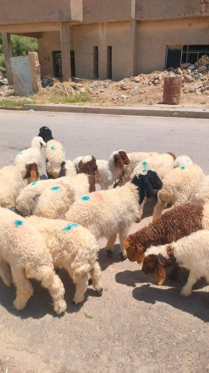 يوجد 14 طليان وفطايم للبيع شرط النصاحة السعر 450 الف الزوج وبيها مجال للشرايه العنوان بيجي حي العصري ***********
