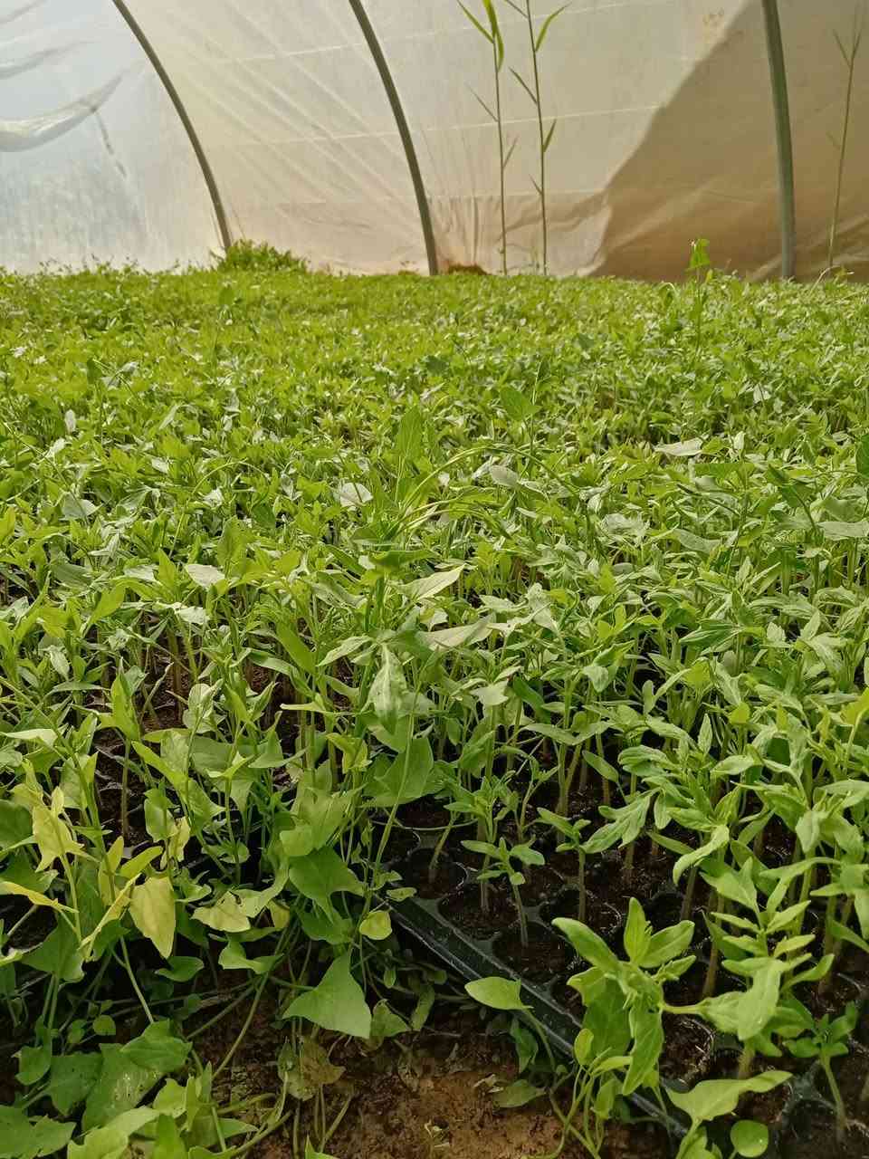 شتل طماطه للبيع نوع بالصوره استفسار ***********
