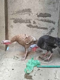 للبيع • النجف الاشرف