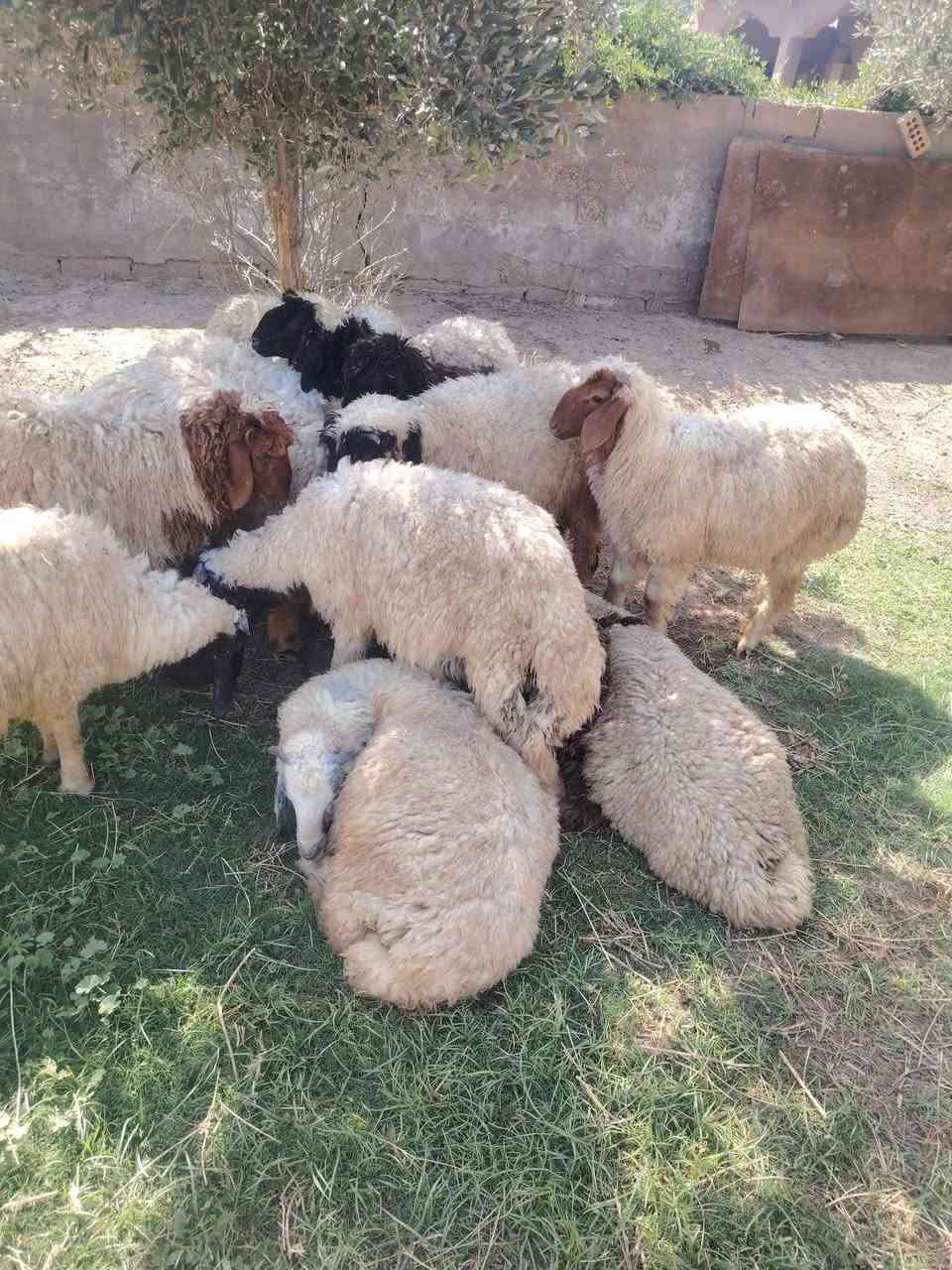 السلام عليكم
متاح افحل عواسي
سمان نذاريات
أو يرهمن ارباط
شرط صحاوه
العنوان المحموديه حي بدر
***********
***********
اتصل واني بخدمتك انشاء الله ماقصر
