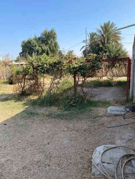 بيت زراعي للبيع...
 في منطقة ال حجي كاظم ..
يبعد عن شارع النجف ديوانية تقريبا 300 متر...
مقابل الفرقة التكتيكية..

نوع الملك ..زراعي سند 25
المساحة الكلية مع الحديقة 600 متر
مساحة البناء 200 متر..
الواجهة..20 متر والنزال 20..

البناء ..طابوگ طابق واحد درجة اولى ..
الاساس صب..
السقف عكادة...

متكون من غرفتين وصالة ومطبخ بمساحة كبيرة..
+ مجمع صحيات واستقبال...
+ حديقة جانبية
السعر 110 مع المجال..
للاستفسار اكثر الاتصال على الارقام :

***********
***********
او مراجعة مكتب 
ازهر المحمودي للعقار
شارع السوق 
مجاور مطعم عبد الرضا
