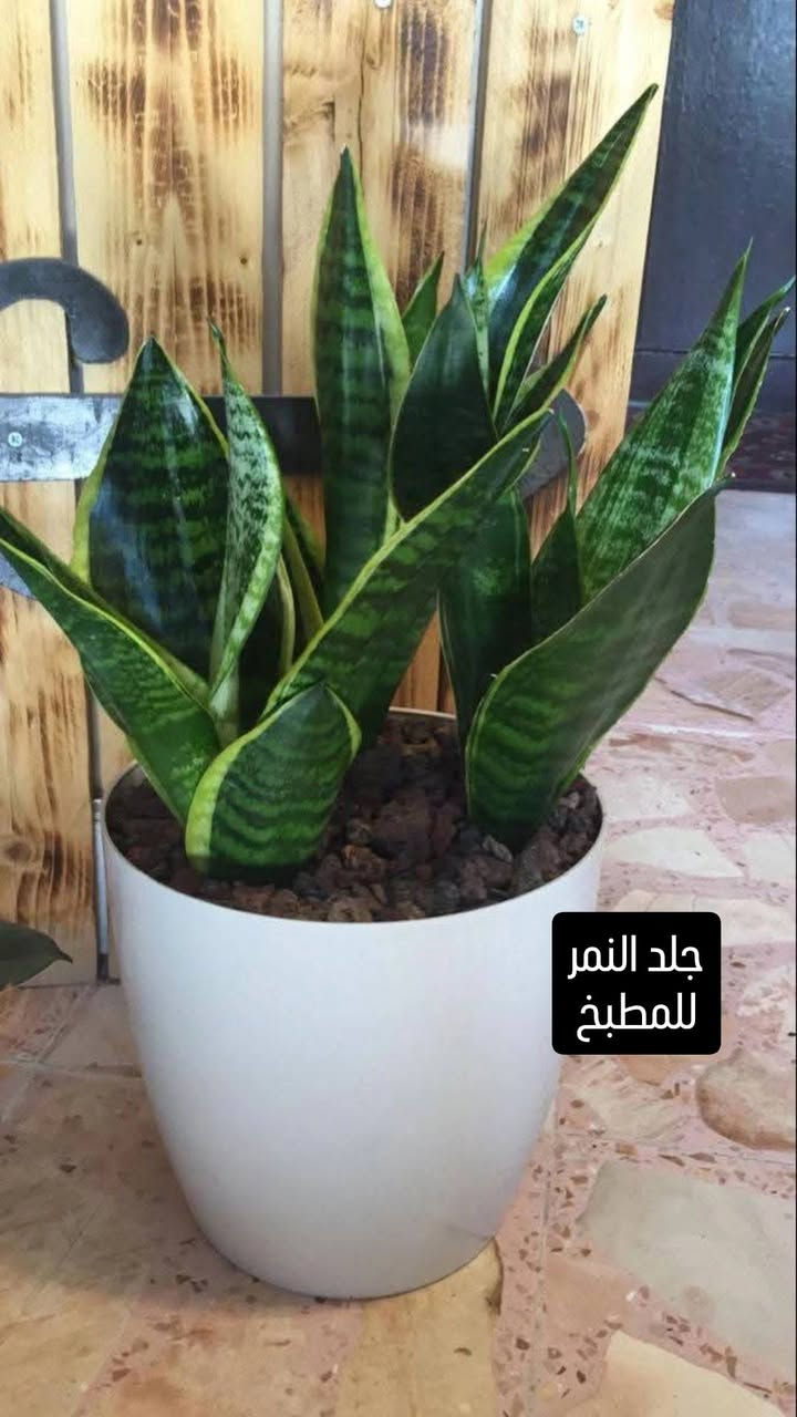 انواع النباتات الظلية المتوفرة لدينا وموقعها المناسب في البيت💐💐


**إذا كنت صاحب هذا الإعلان وتريد حذفه لأي سبب، رجاءا أرسل رسالة إلى الدعم الفني**