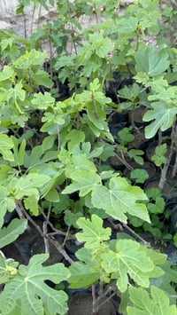 شتل تين • تين العبيد • غزير الإنتاج