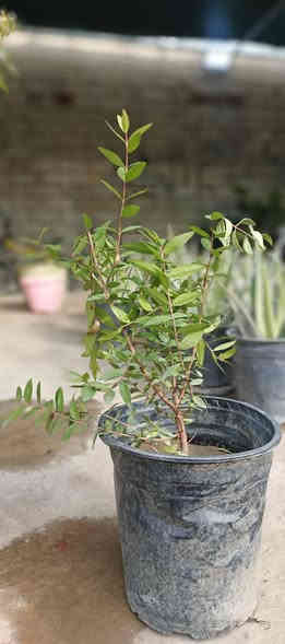 تم وصول وجبه من 🔥اس🔥 بغداد واس الموصل وبي احجام مختلفه🌳
اس بغداد كبير 1500 💎
اس بغداد وسط ب1000 💎
اس الموصل كبير ب3000💎
اس الموصل صغير ب2500💎
شكراً لاختياركم #مشتل_دوميز
جـمـال حـديـقـتـك🖤 يـبـداء مـن مـشـتـل دومـيـز🌳
♦ العرض مستمر لحين.انتهاء الكميه💎
          💞#مشتل_دوميز💞
♦موصل الايسر •حي الساهرون
♦🔥🖤━شارع_✘✘_المولدات━🩵🔥
       موصل الايسر #حي_الساهرون شارع المولدات
♦✧════•❁❀❁•════✧
للحجز والاستفسار واتساب فايبر
♦***********
✧════•❁❀❁•════✧
متوفر توصيل داخل #الموصل_الحبيبه🩵🫂
♦***********واتساب فقط

#مشتل_دوميز #نباتات_منزلية #نباتات_داخلية #تجهيزات_زرع #نباتات_الموصل #ديكور_نباتي #عشاق_النباتات #نباتات_ظل #نباتات_زينة #موصلنا_خضرا #نباتات_للبيت #تنسيق_نباتات #هدايا_خضراء #نباتات_وعناية #AL_MOSUL
