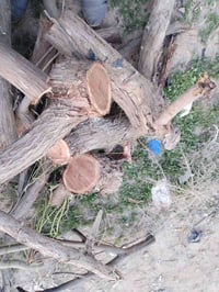 حطب الستوتة • توصيل • تصفيط