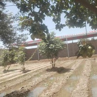 طريق سومر دغاره • نص دونم • مفروش