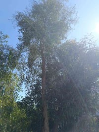 🌿🔥 فرصة لا تعوض – شتلات الكالبتوز الأصلية 🔥🌿  تعبت من الحر؟ الحشرات؟ أ...