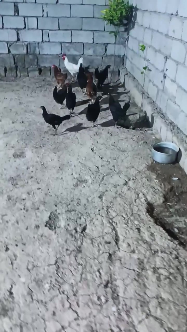 8دجاجات وديك وفروجه يعني عشر قطع للبيع سعرهن 110قفل قفل المكان مشاهده منشاة نصر التواصل خاص


**إذا كنت صاحب هذا الإعلان وتريد حذفه لأي سبب، رجاءا أرسل رسالة إلى الدعم الفني**