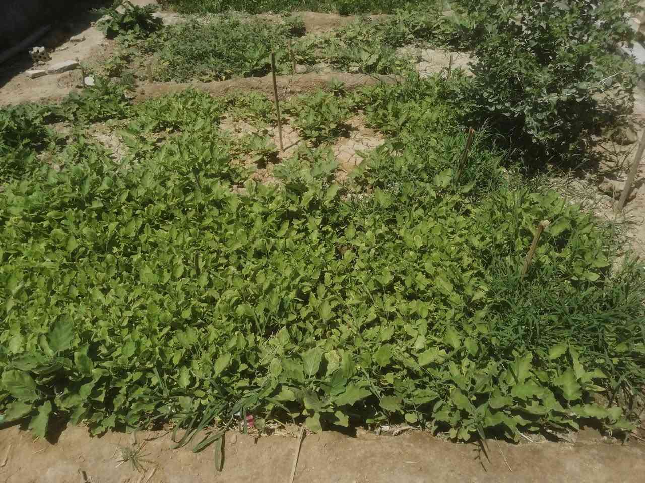 سلام عليكم دايه للبيع مال بيتنجان ابو لمشط تزرع دونم تقريبا للستفسار ***********
