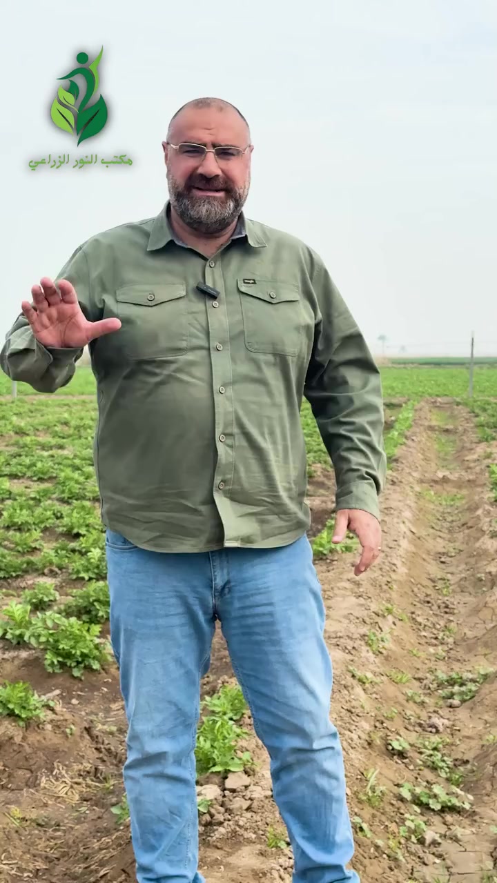 الهيوماك السلوفاكي سر النجاح 
نتائج الارض المعاملة بالهيوماك السلوفاكي بمعدل كيس للدونم ( 25 كغم ) بالارض الغير معاملة عند زراعة محصول البطاطا 
الارض الغير معاملة زرعت بتاريخ 28-1-2026 
بعدها ب 5 ايام زرعت البطاطا بتاريخ 2-2-2026 
تاريخ التصوير 14-3-2026 
شنو اللي سواه الهيوماك السلوفاكي ؟ 
اعاد الحياة للتربة ورجعها نشيطة ليش ؟
1- يحرر العناصر المقيدة بالتربة 
2- يسهل عملية الامتصاص من قبل الجذور 
3- يقلل ملوحة التربة 
4- يزيد نشاط الاحياء المجهرية 
وبعد هواية اشياء سواها الهيوماك السلوفاكي حتى رجعت التربة بهذا النشاط 
للمزيد من المعلومات والاستفسار 
مكتب النور الزراعي ( شركة الماس الاصفر ) 
بغداد - اليوسفية - علوة الرمل 
***********
0788 041 8863
