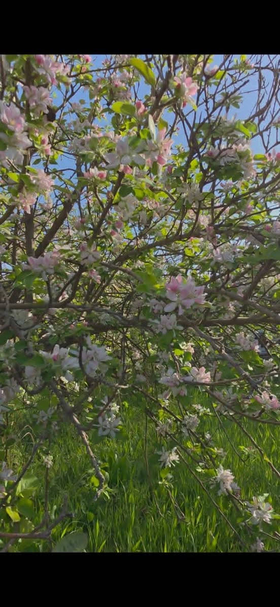 بستان ٢دونم للبيع طابو سند ٢٥ تحويل من أحسن انواع النخيل والتفاح 
كافه الخدمات متوفره فيها
العزيزية برينج الاتصال على الرقم ***********
