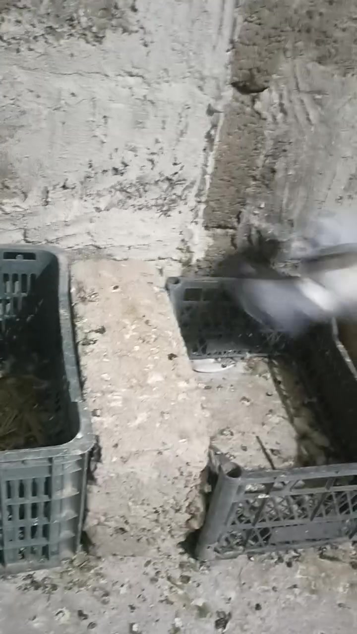 لبيع زاجل تعال خاص


**إذا كنت صاحب هذا الإعلان وتريد حذفه لأي سبب، رجاءا أرسل رسالة إلى الدعم الفني**