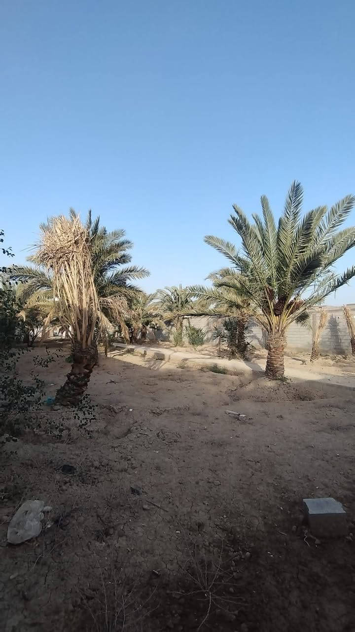 🌴 أرض على النهر للبيع – فرصة نادرة 🌊
📍 أبو الخصيب / محيلة
موقع هادئ وقريب من الخدمات
📐 المساحة: 1075 متر
📄 الطابو: زراعي (يدخل اسمك سهم بالطابو)
✨ مواصفات مميزة:
مسيجة بالكامل
واجهة على النهر مباشرة
على شارع تبليط عرض 10م
جميع الخدمات متوفرة
تحتوي على نخيل متنوع ومثمر
📌 تبعد عن شارع السايدين حوالي 300 متر فقط
💰 السعر: 260 مليون
⚠️ مكان مثالي للسكن، الاستراحة، أو الاستثمار
📞 للتواصل: ***********
