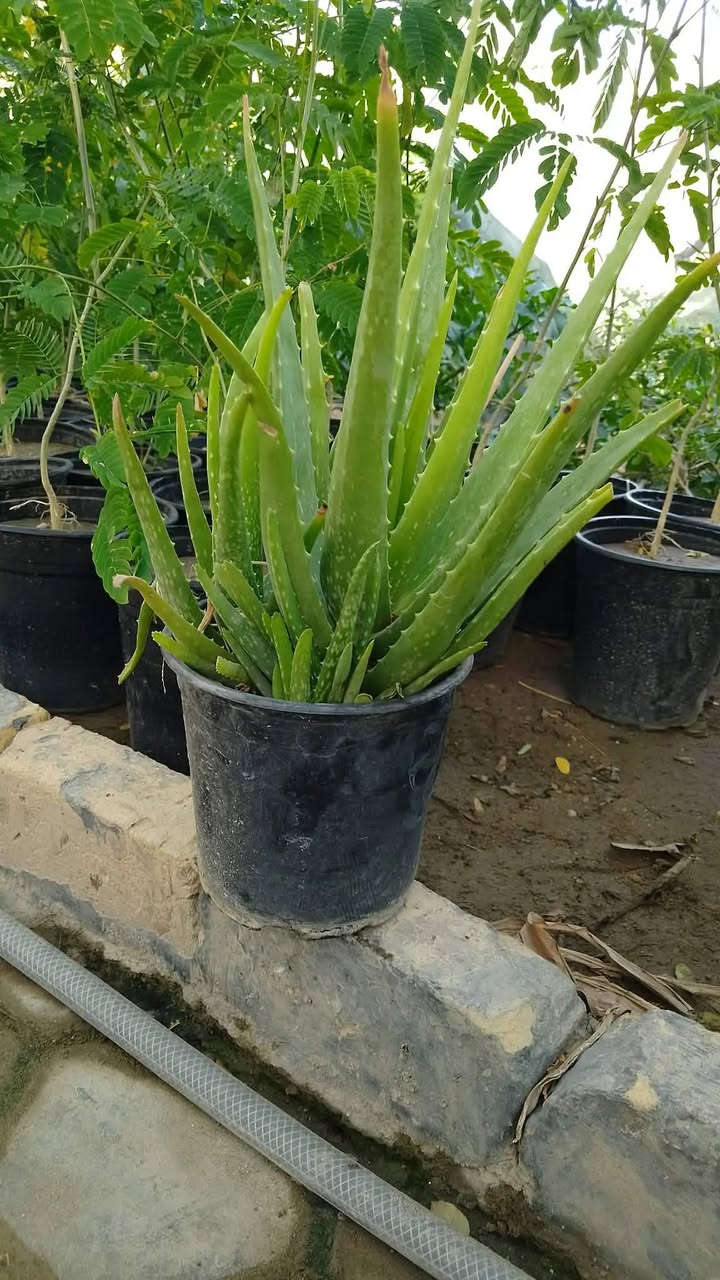 السلام عليكم 🌸
متوفر في مشتل البغدادي أجمل أنواع الشتلات 🌱
(نباتات زينة – أشجار – ورود )
أسعار مناسبة وجودة عالية 🌿
التوصيل متوفر داخل النجف فقط 

للطلب والاستفسار راسلونا خاص �


**إذا كنت صاحب هذا الإعلان وتريد حذفه لأي سبب، رجاءا أرسل رسالة إلى الدعم الفني**