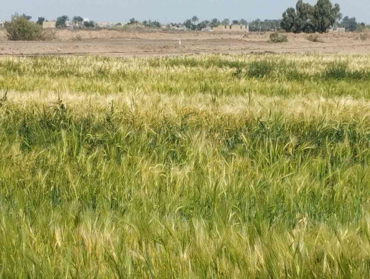 بسم الله الرحمن الرحيم 
دونم للبيع صوب بني ركاب 
طريق سعيدان 
الشارع لي بصف الجامع 
قرب التبليط
الدونم مزروع حنطة حالياً 
السعر مناسب جداً 
ماي اساله 
وماي نهر 
عرض الدونم 40
ونزال 62
للتواصل الإتصال على الارقام 
 الموجوده بالاعلان 
***********
***********
#هادي_الحجيمي
