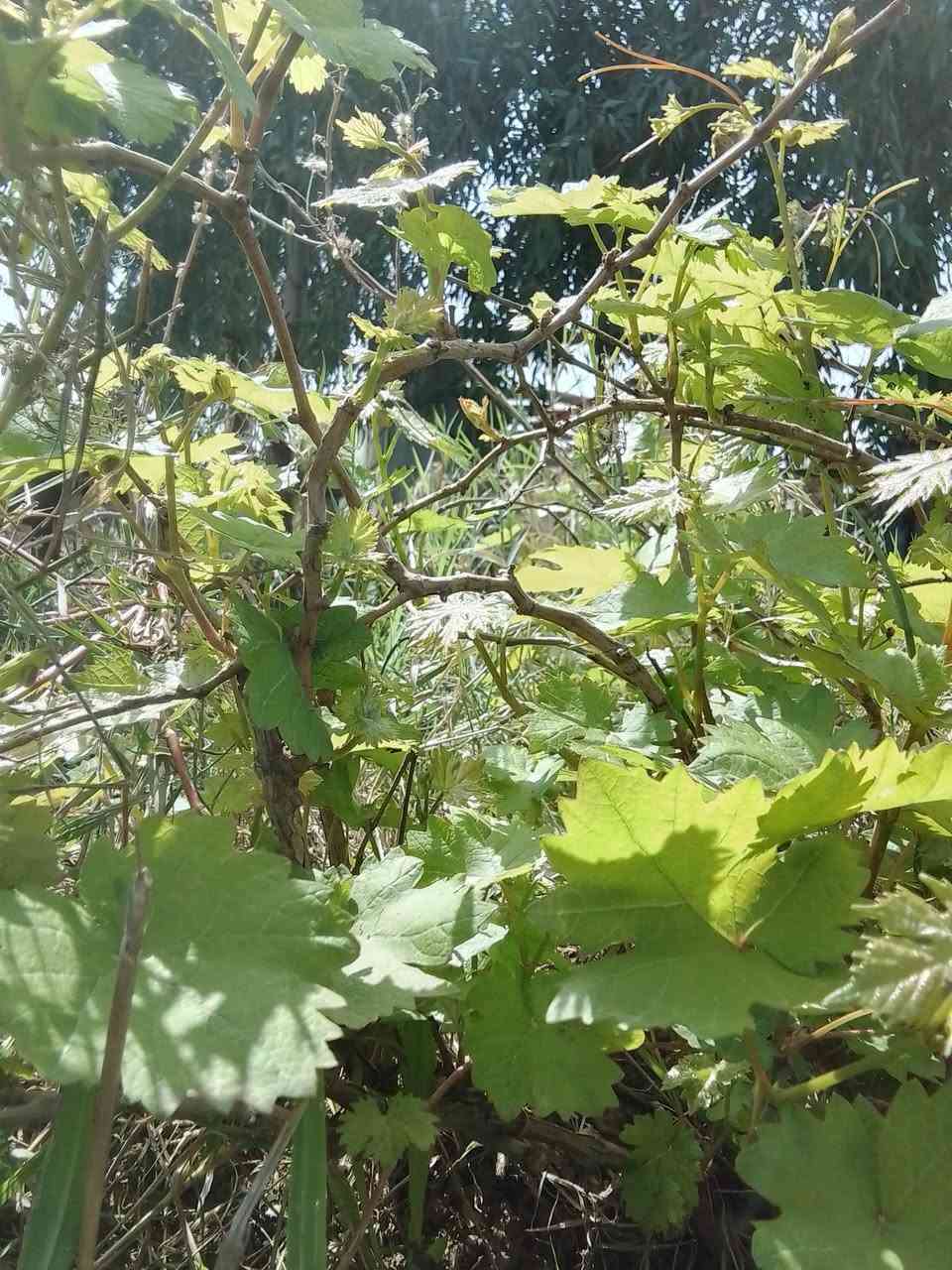 سلام عليكم يوجد لدينا شتلات عنب في كافه الانواع سعر الشتله الفين دينار لتواصل.. ***********
