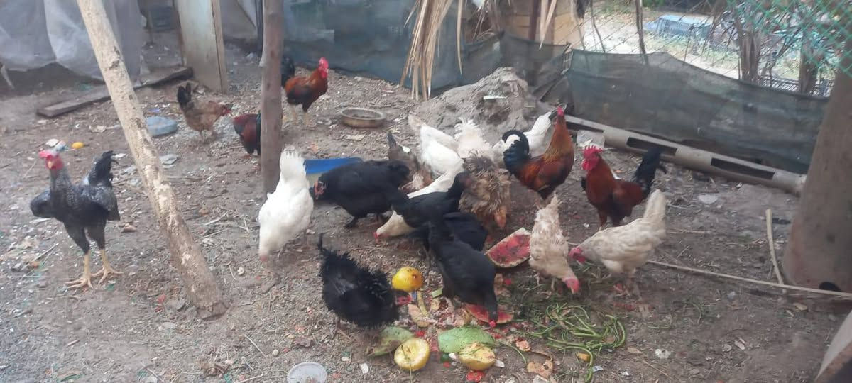 دجاج عرب وديوكة للبيع   ***********
