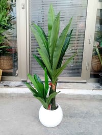 دراسينيا • ٩٠ سم • سندانة فايبر