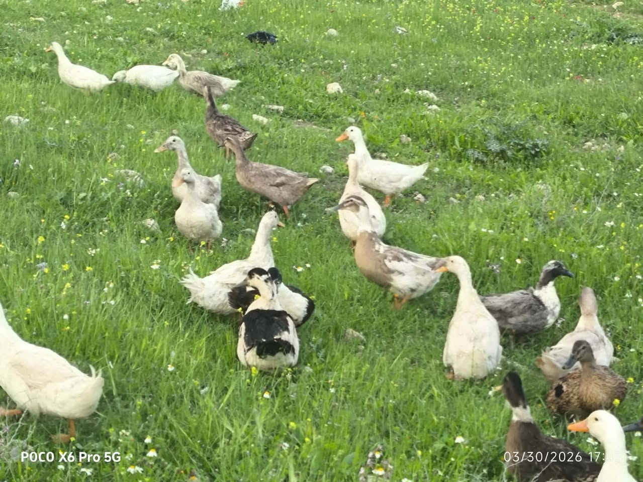 السلام عليكم بط عراقي وهولندي العدد 30 سعر الزوج 16 شرط بياض سمان مال بيت ***********
