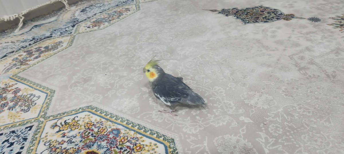 ئەم سێ کۆکتێلە بۆ فرۆشتن هەر سێکی نێرە فول فوول ماڵنو قسەکەرن بۆ زیانیاری زیاتر پەی بەم ژمارە تەلەفۆنەی خوارەوە بکەن 
***********
