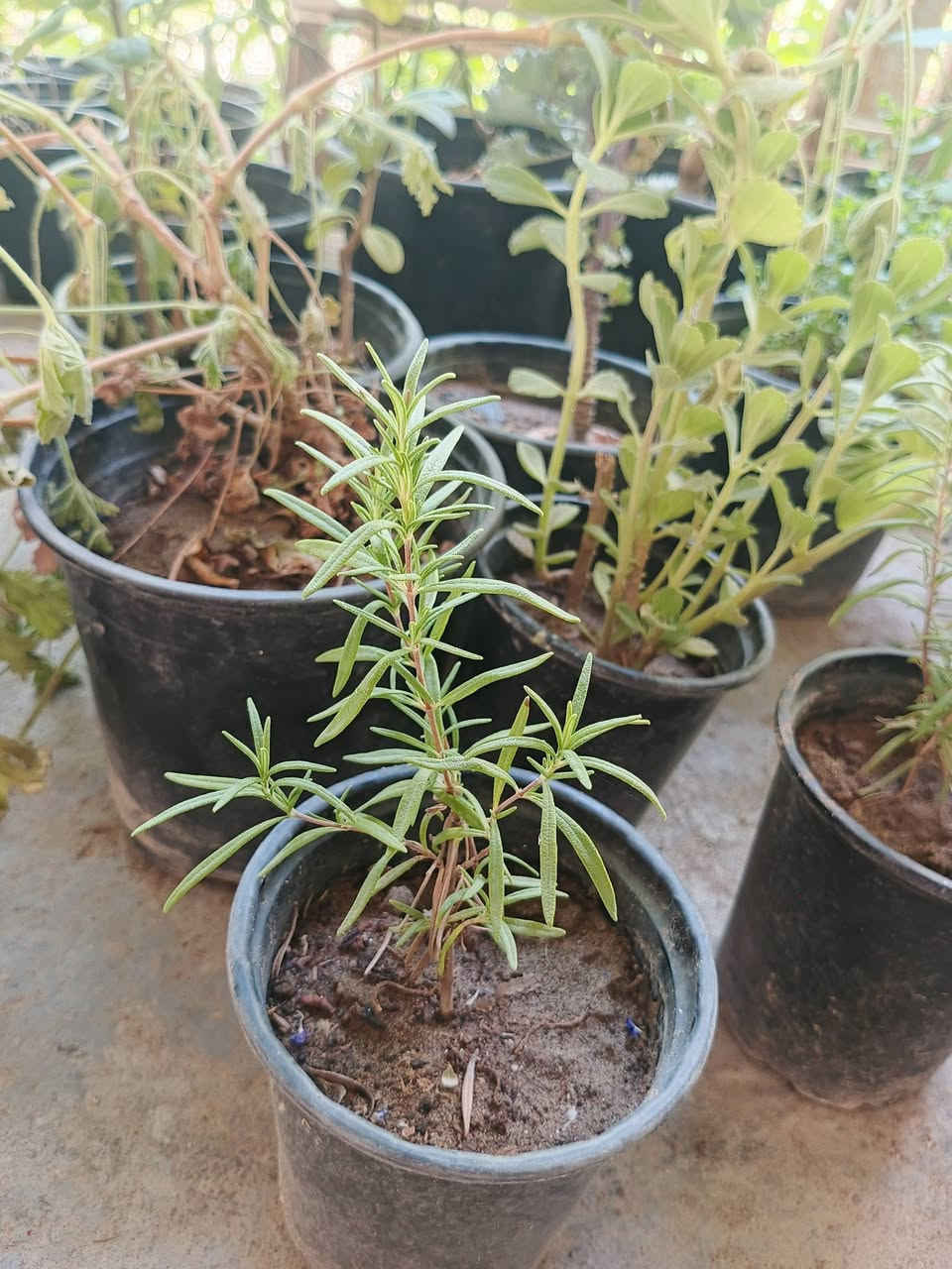 [عرض خاص]💥💥🔥🔥🔥

لنبات ( ورد الجعفري) 🌿

ولنبات ( اكليل الجبل) 🌿

ثنيناتهن بسعر (1500) فقط🔥🔥

توصيل لكافة انحاء المجمع 🚗

للطلب والاستفسار ⬅️ خاص 
واتساب ⬅️ ***********

الموقع الرسمي 🌐 الانبار ـ عامرية الفلوجة مجمع الاخاء السكني مقابل جامع الرحمن.

{متواجدين يوماً من السبت الى الخميس}
