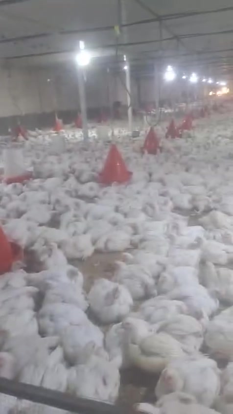 الله الهم صلي على محمد وآل محمد دجاج خشن وناعم سعر الكيلو  3250العنوان مقابل ابو لاكاشه


**إذا كنت صاحب هذا الإعلان وتريد حذفه لأي سبب، رجاءا أرسل رسالة إلى الدعم الفني**