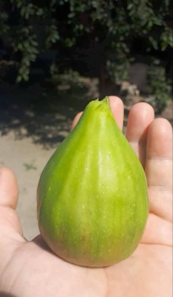 بەشێک لە بەروبومی هەنجیرەکانی مشتل میران سفەیە
بۆ مانگی1️⃣2️⃣ش دارکانی بەردەستن بۆ فرۆشتن انشااڵلە


**إذا كنت صاحب هذا الإعلان وتريد حذفه لأي سبب، رجاءا أرسل رسالة إلى الدعم الفني**