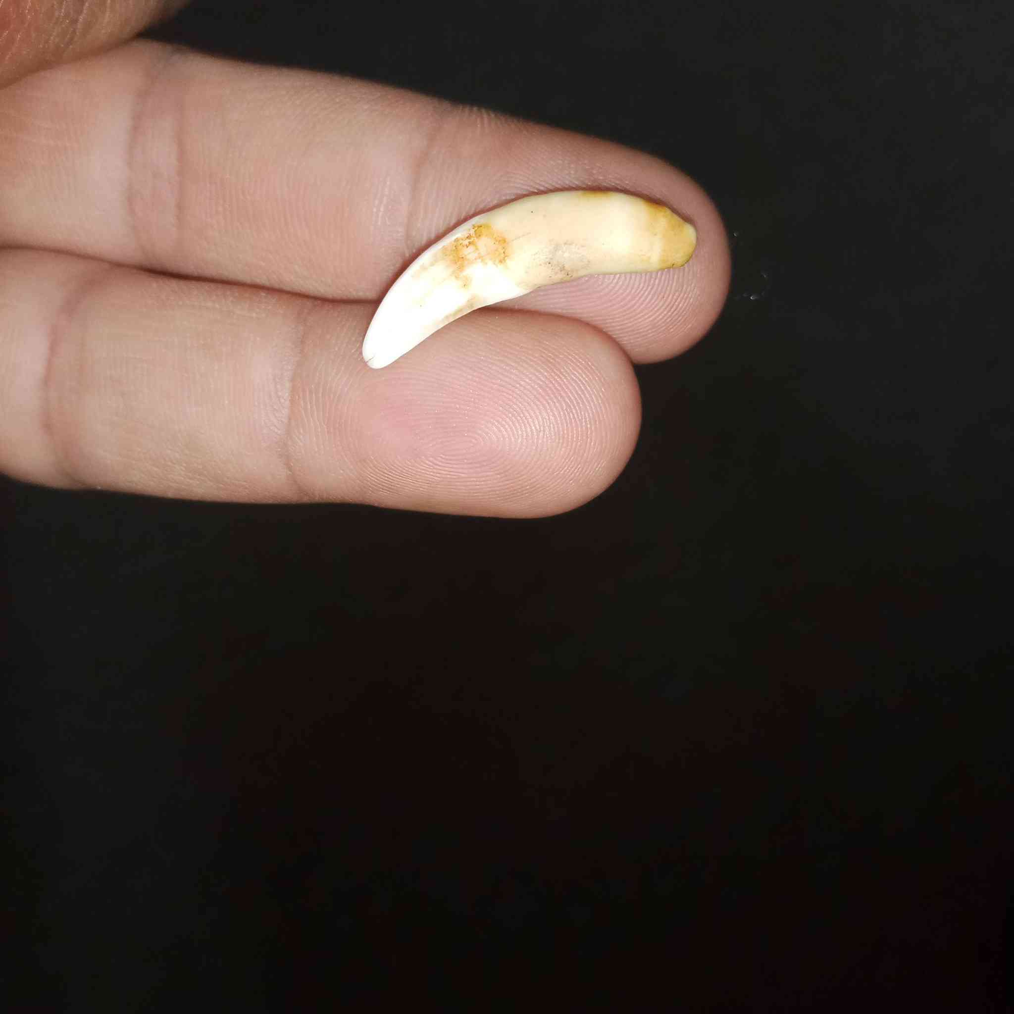 للبيع نوادر ***********
