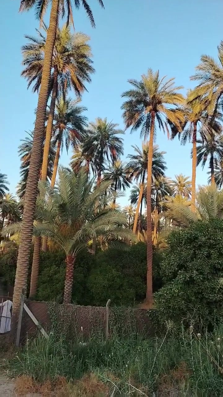 السلام عليكم
4 دونم للبيع
العنوان بغداد الراشديه
للأستفسار
***********
***********
