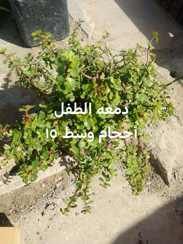 السلام عليكم زبائن الكرام اتوفر نبات دمعه الطفل أحجام وسط للبلكونات ولاسيجه الخارجيه للمنازل وبعض النباتات الخارجيه يوجد توصيل داخل بغداد بعض المناطق 🌿🍀🍀🍀🍀🚘🚘🚘🚘🚘🚘


**إذا كنت صاحب هذا الإعلان وتريد حذفه لأي سبب، رجاءا أرسل رسالة إلى الدعم الفني**